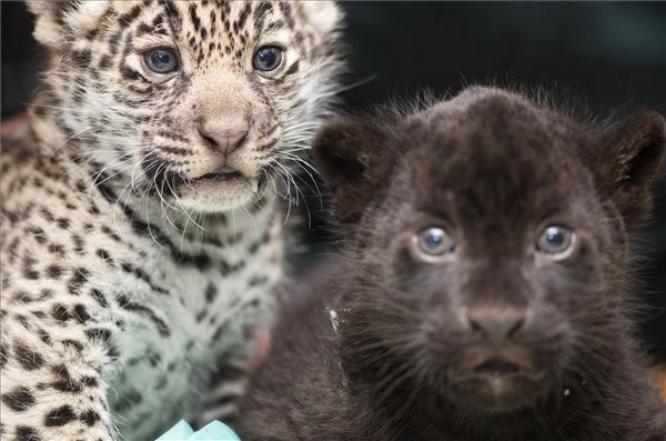 Jaguárikrek születtek a Nyíregyházi Állatparkban