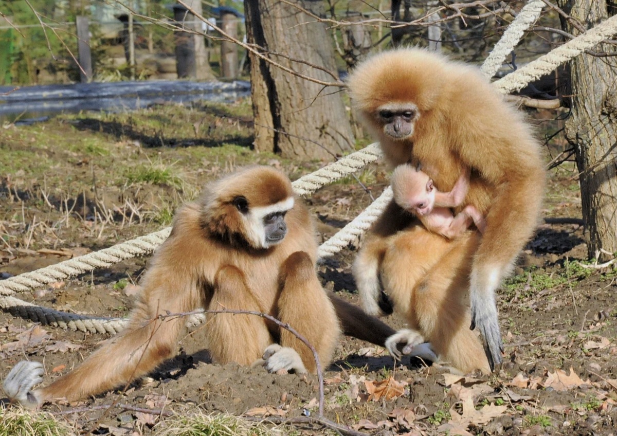 Fehérkezű gibbon, Debreceni állatkert