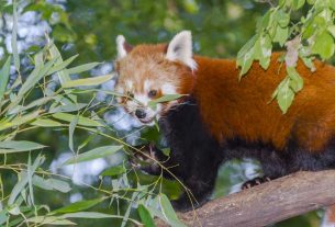 Új vörös panda érkezett a Szegedi Vadasparkba