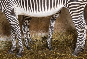 Grévy-zebra született a Nyíregyházi Állatparkban