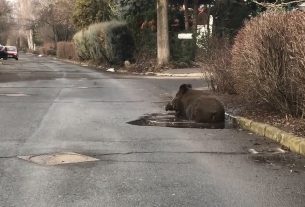 Vaddisznó dagonyázott egy debreceni kátyúban