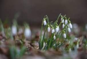 Hóvirágünnep az Alcsúti Arborétumban