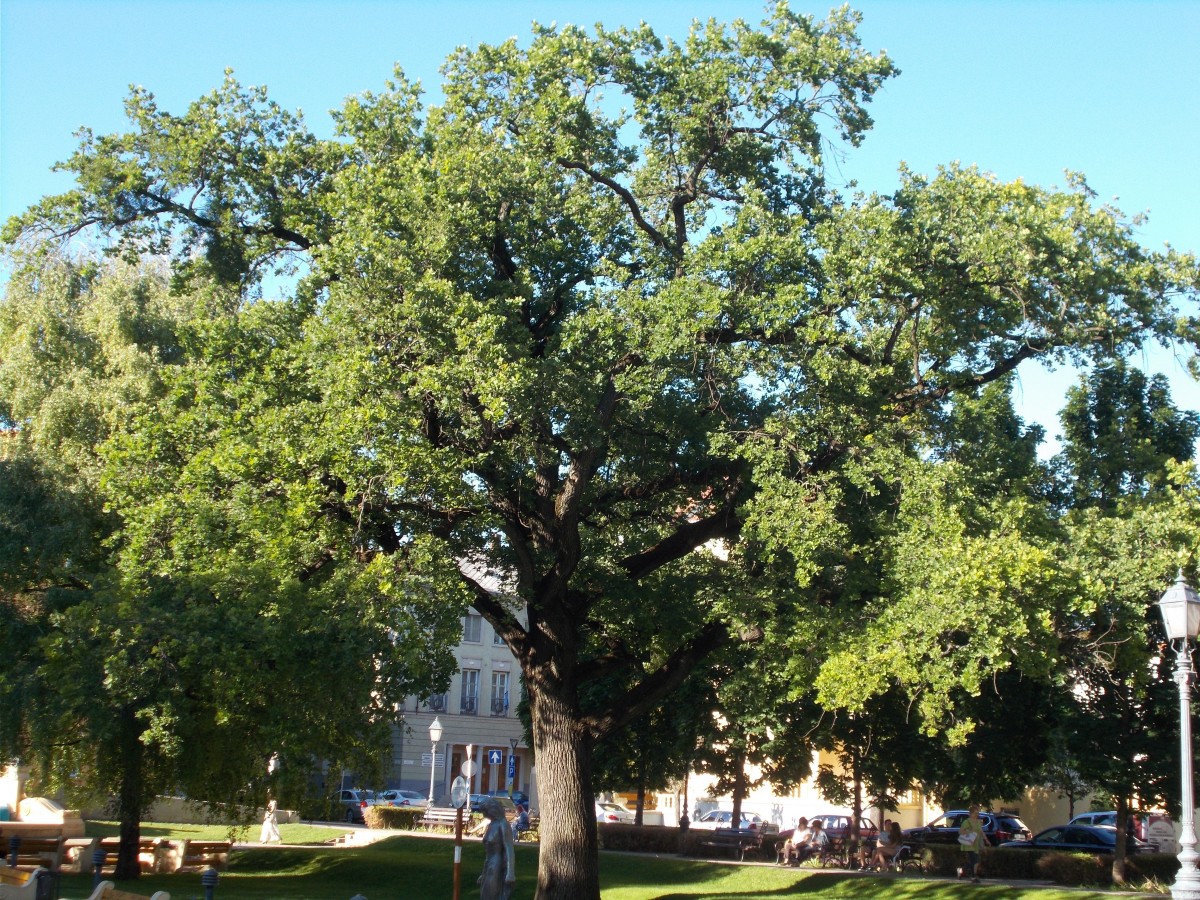 Év fája Debrecen