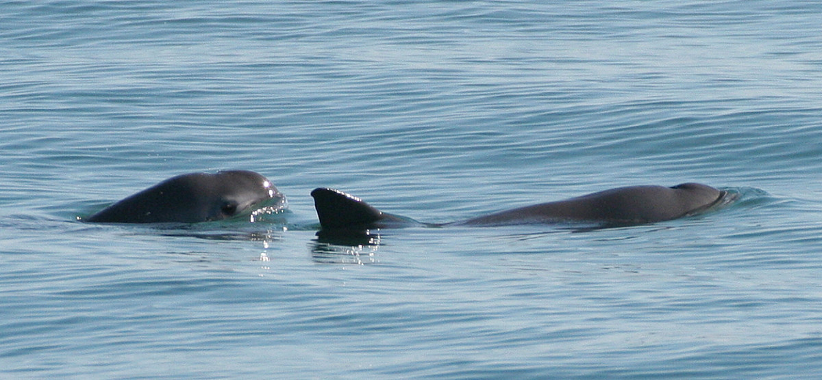 Kaliforniai disznódelfin