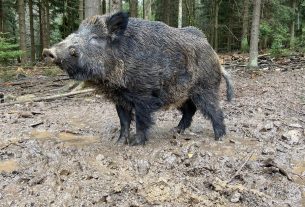 Putyin a vaddisznó