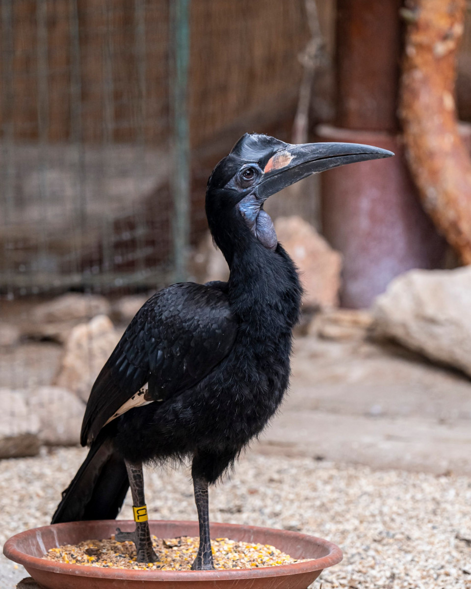 Abesszin szarvasvarjú (Bucorvus abyssinicus) a debreceni állatkertben