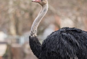 Strucckakas érkezett a debreceni állatkertbe