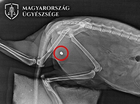 Légpuskával lőtt rá a szomszéd macskájára Debrecenben