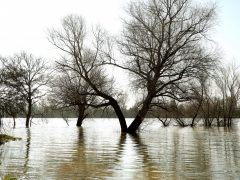 Szeged, Tisza, árad, kiönt, víz, folyó, ártér