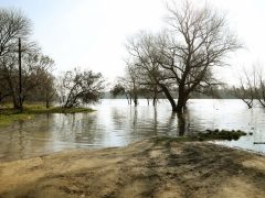 Szeged, Tisza, árad, kiönt, víz, folyó, ártér