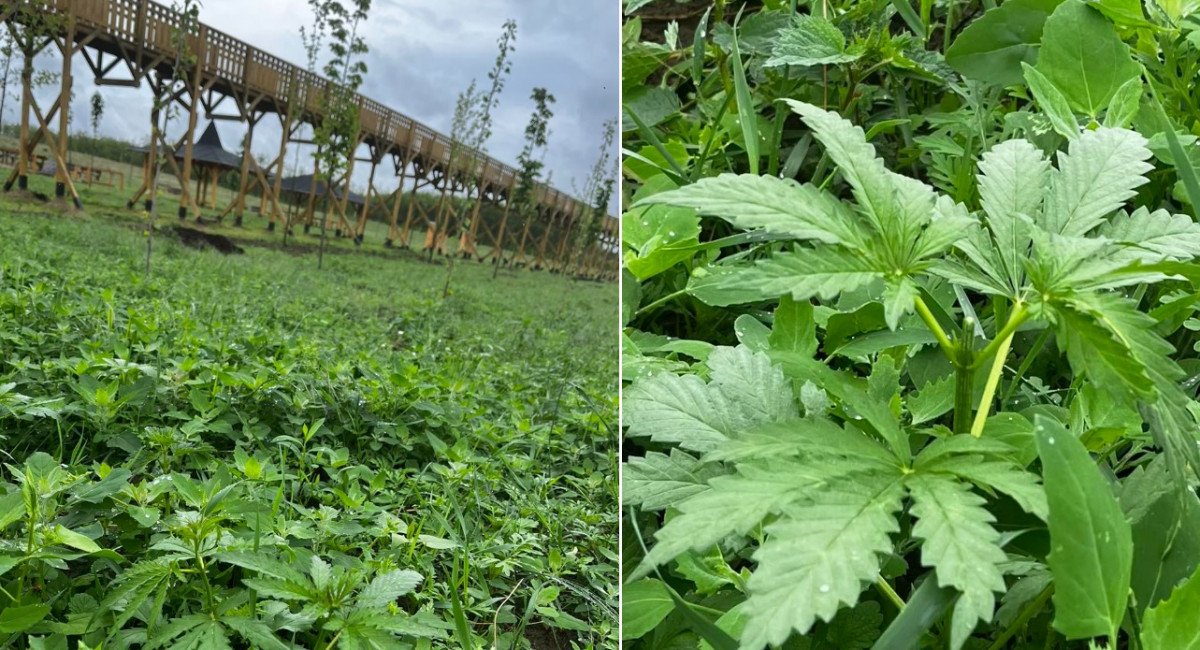 Cannabis lombkoronasétány