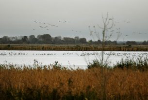 Szeged, gyülekeznek, darvak, daru, madár, költöző madár, november, ősz, Fehér-tő, természet