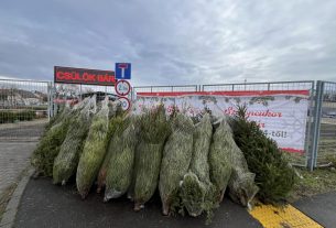 Ingyen elvihető fenyőfa Debrecen