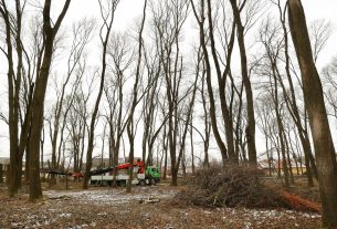 Szeged, közpark, Kállay liget, újszeged, park, erdő, fa, fakivágás