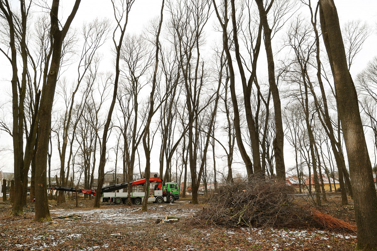 Szeged, közpark, Kállay liget, újszeged, park, erdő, fa, fakivágás