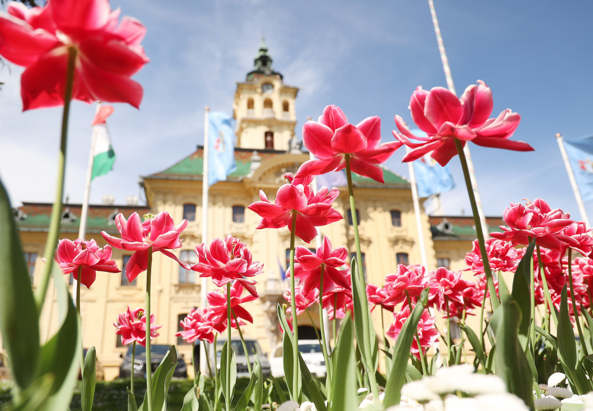 Szeged, tulipán, virág, tavasz, időjárás, Széchenyi tér