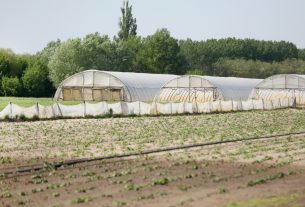 Mórahalom, aszály, szárazság, időjárás, Alföld, Homokhátság, vetés, mezőgazdaság, termesztés, öntözés, föld