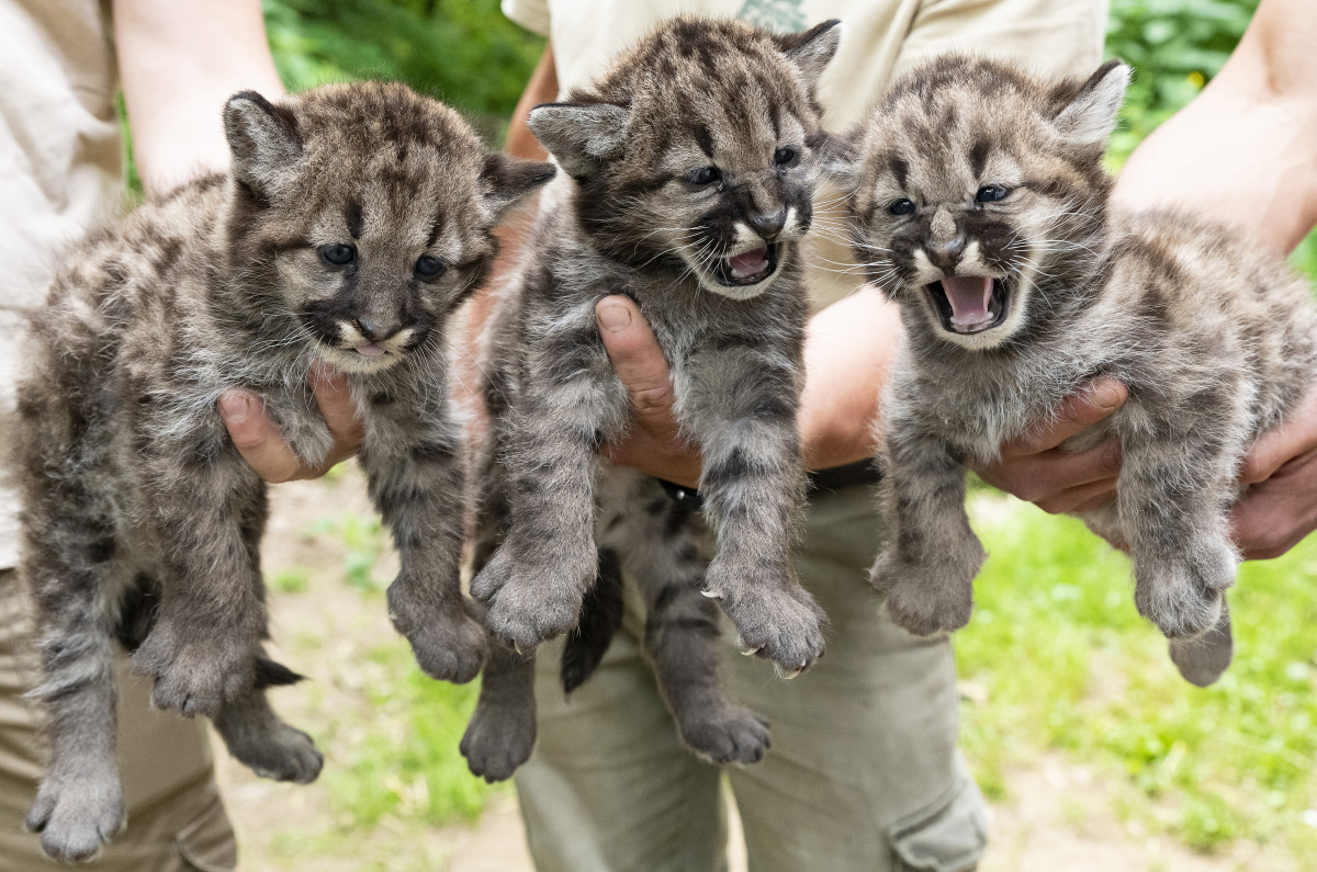 Puma hármasikrek születtek a Nyíregyházi Állatparkban