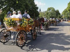 Szeged, Szőregi Rózsafesztivál, rózsa, felvonulás, turizmus, ünnep