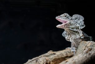 Galléros gyík a debreceni állatkertben