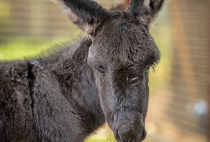 Ismét szamárcsikó született a Zoo Debrecenben, el is lehet nevezni!